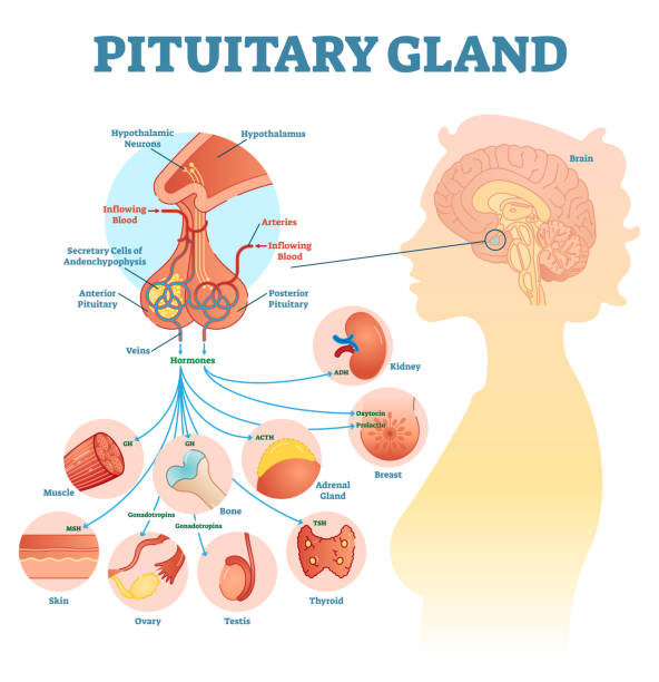 Pituitary gland anatomical vector illustration diagram, educational medical scheme Pituitary gland anatomical vector illustration diagram, educational medical scheme with brain and hormone types. chemistry diagrams stock illustrations