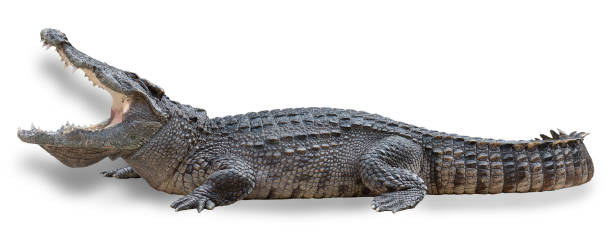 istock Crocodile with open mouth isolated on white background with clipping path 919611844