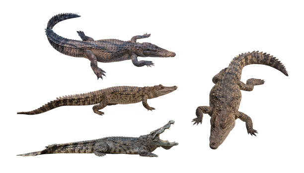 istock Crocodiles in difference motions isolated on white background with clipping path 919611858