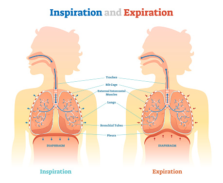 Inspiration and Expiration anatomical vector illustration diagram, educational medical scheme with lungs, diaphragm, rib cage and trachea.