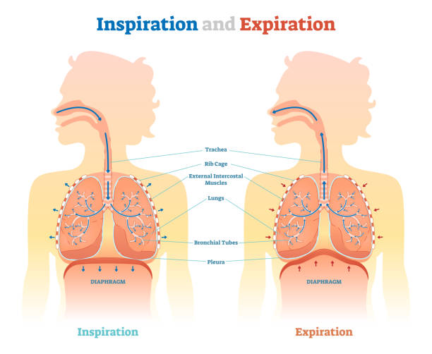 Inspiration and Expiration anatomical vector illustration diagram, educational medical scheme Inspiration and Expiration anatomical vector illustration diagram, educational medical scheme with lungs, diaphragm, rib cage and trachea. exhaling stock illustrations