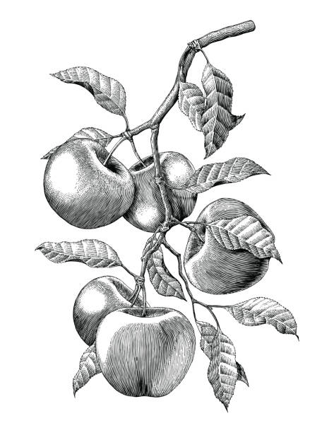 애플 분기 손 빈티지 조각 그림 그리기 흰색 배경에서 분리 - apple stock illustrations