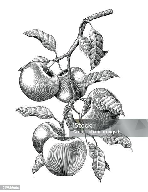 Apple Branch Hand Drawing Vintage Engraving Illustration Isolate On White Background Stock Illustration - Download Image Now