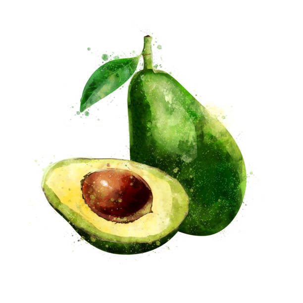 Avocado on white background. Watercolor illustration Avocado, isolated hand-painted illustration on a white background avocado stock illustrations