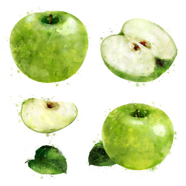Green Apple on white background. Watercolor illustration Green Apple, isolated hand-painted illustration on a white background green apple slices stock illustrations