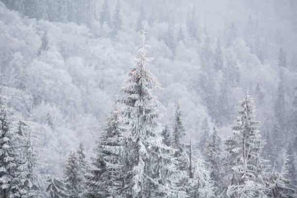 istock snow-covered forest in the mountains 919641550