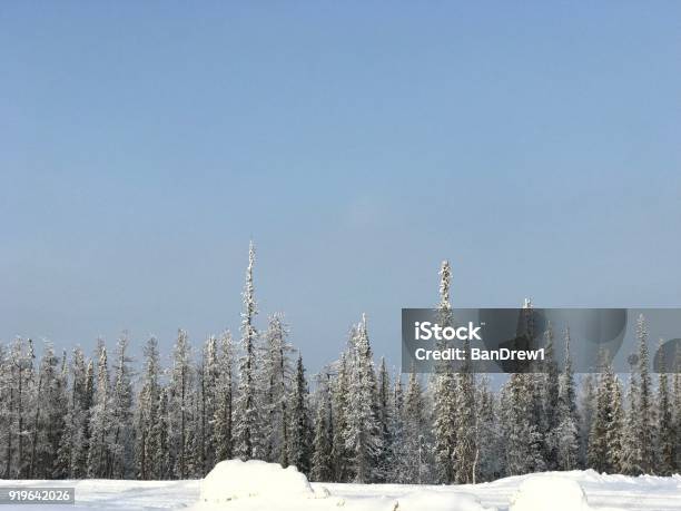 Snow Covered Trees Stock Photo - Download Image Now - Beauty In Nature, Blue, Cold Temperature