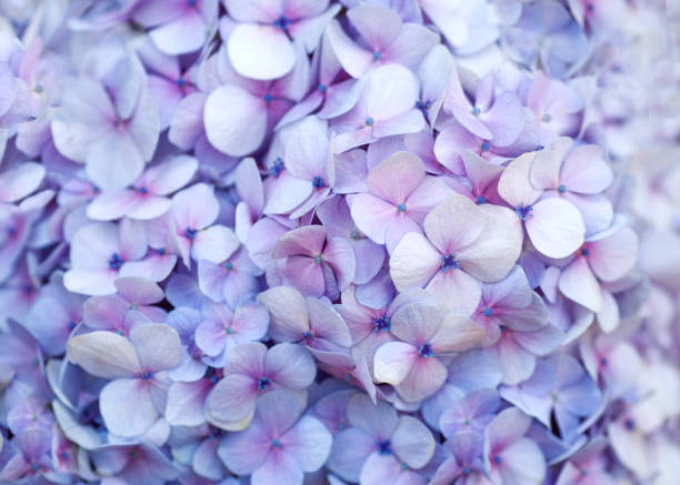istock beautiful hydrangea floral background in purple colors 919646004