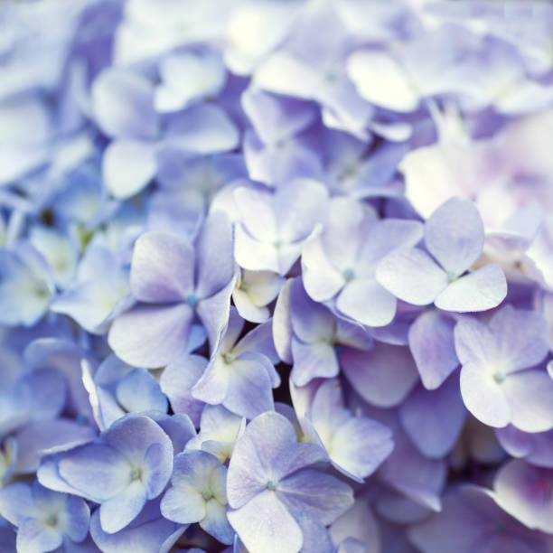 istock beautiful hydrangea floral background in purple colors 919646026