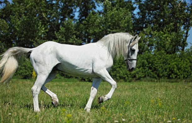 istock Andalusian white horse galloping 919648160