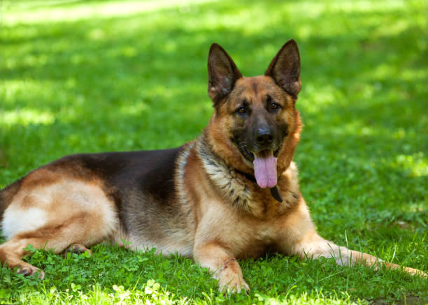 istock German shepherd lying on the grass in the park 919658784