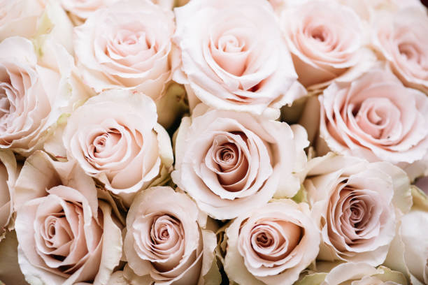 istock Pastel pink roses texture, top view, close up 919659536