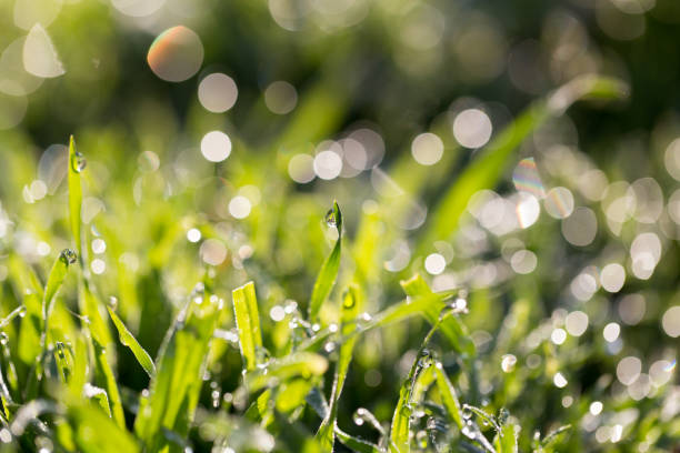 istock drops of dew on the grass in nature 919663274