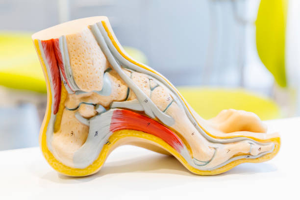 modelo de anatomía humana de pie - modelo anatómico fotografías e imágenes de stock