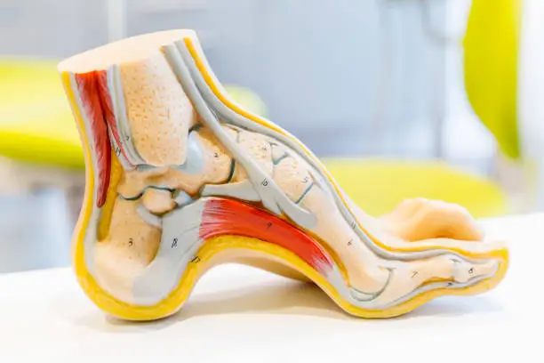 Photo of Anatomy human foot model