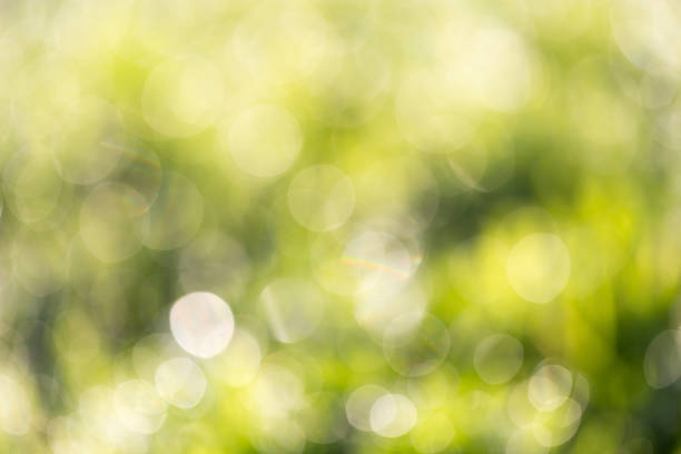 istock bokeh background of green nature 919663524