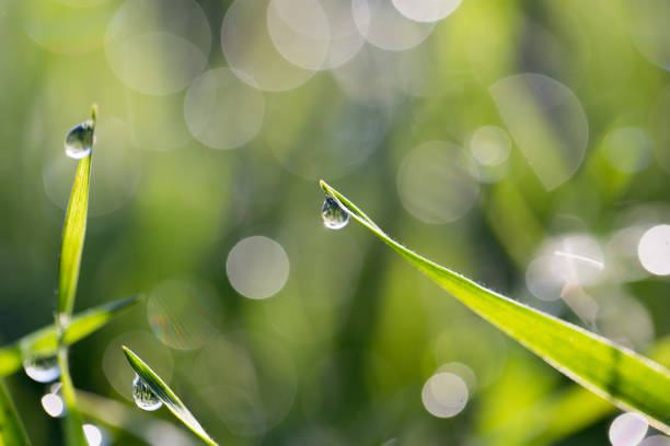 istock drops of dew on the grass in nature 919663710