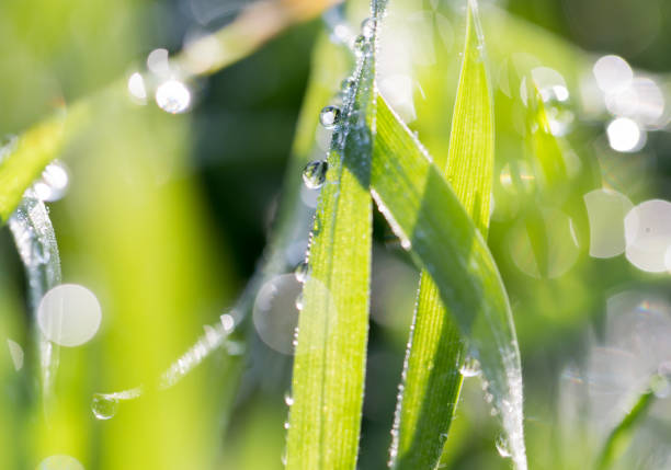 istock drops of dew on the grass in nature 919665912
