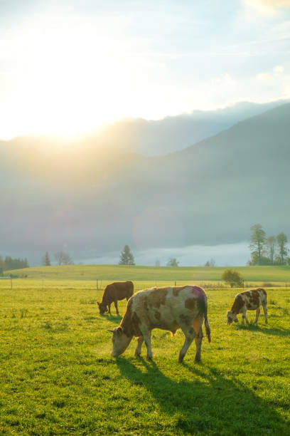 istock Cows grazing on a green lush meadow 919666398