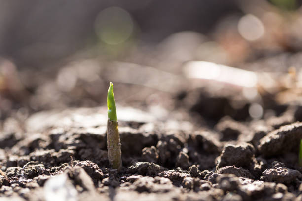 istock young plant in the ground outdoors. macro 919666516