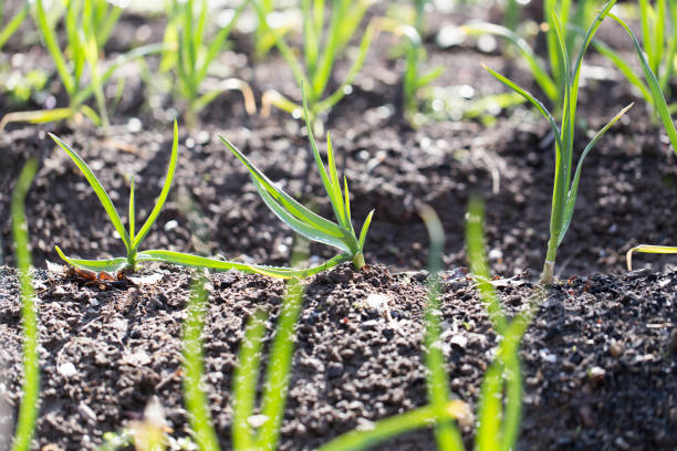 istock green garlic in the garden 919667190