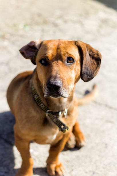 istock cute brown dog portrait 919709784