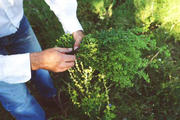 L’homme tient un bouquet ou origan - Photo