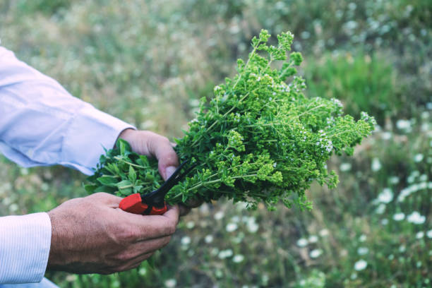 istock Man is holding a bouquet or oregano 919716422