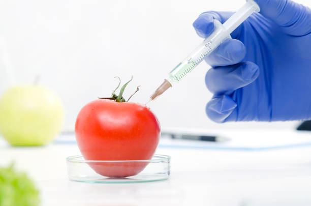 Scientist is working on genetically modified food. Scientist is working on genetically modified food. Lab GMO research, technician uses the syringe. genetic modification change improvement science stock pictures, royalty-free photos & images