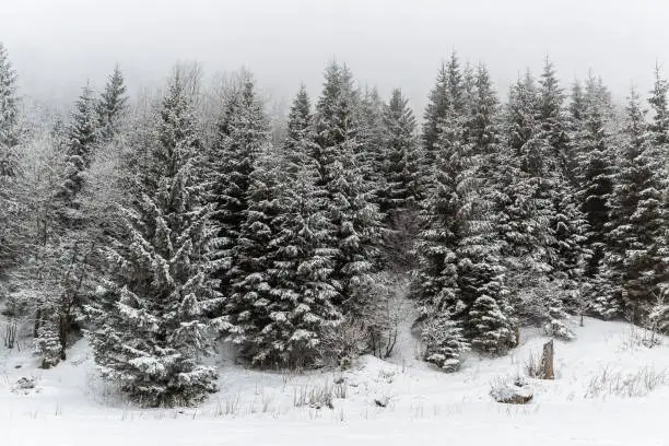 Winter white forest panorama with snow in Tatra Mountains, Christmas background. Panoramic beautiful winter inspirational landscape view.
