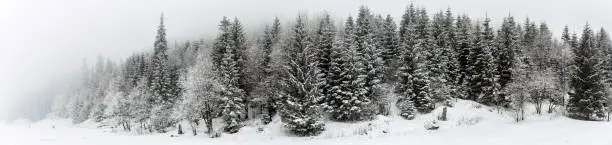 Winter white forest panorama with snow in Tatra Mountains, Christmas background. Panoramic beautiful winter inspirational landscape view.
