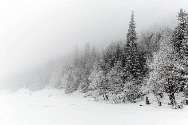 istock Winter white forest with snow, Christmas background 919717792