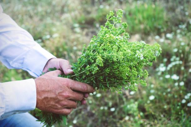 istock Man is holding a bouquet or oregano 919717942