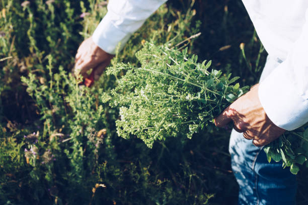 istock Man is cutting wild oregano in the mountain 919720284