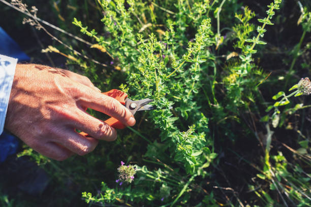 istock Man is cutting wild oregano in the mountain 919721190