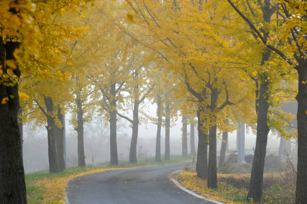istock Morning Landscape with Yellow Trees 919724058