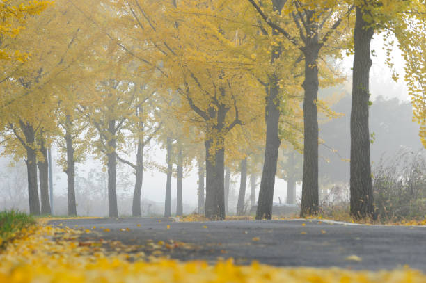 istock Morning Landscape with Yellow Trees 919724148
