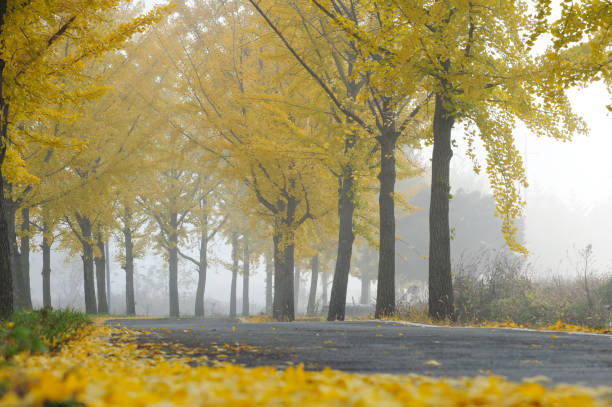 istock Morning Landscape with Yellow Trees 919724160