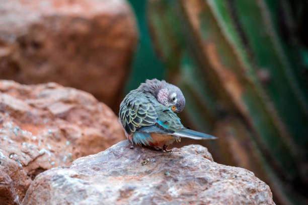 istock Bourke's Parrot (Neopsephotus bourkii) Portrait 919724350