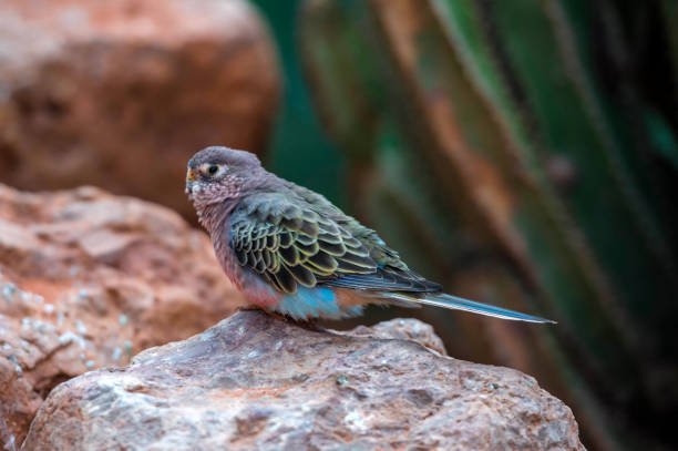 istock Bourke's Parrot (Neopsephotus bourkii) Portrait 919724380