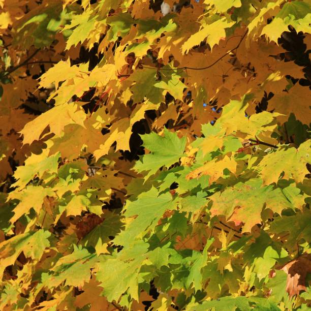 istock Colorful foliage of a maple tree in autumn. 919724602