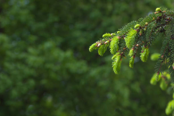 istock coniferous evergreen  spruce trees wallpaper 919732126