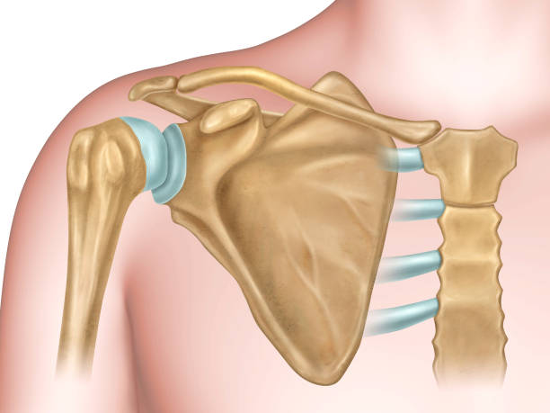Shoulder bones anatomy Anterior view of the shoulder anatomy. digital illustration. sternum stock illustrations