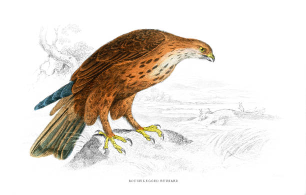 ilustrações de stock, clip art, desenhos animados e ícones de rough-legged buzzard - rough legged hawk bird of prey hawk animals in the wild