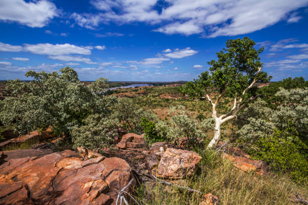 Scenery in Mapungubwe National park, South Africa Scenery in Mapungubwe National park, South Africa bushveld photos stock pictures, royalty-free photos & images