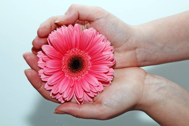 istock Female hands holding a pink gerbera flower on a white background 919743184