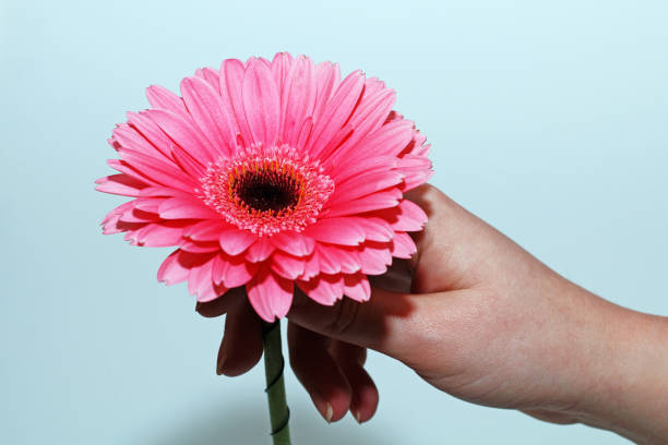 istock Female hands holding a pink gerbera flower on a white background 919743188