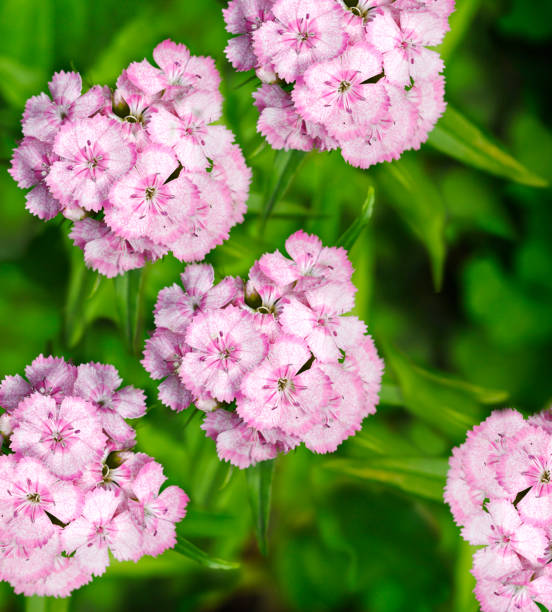 istock It's a good time. Gardening Carnation 919743224