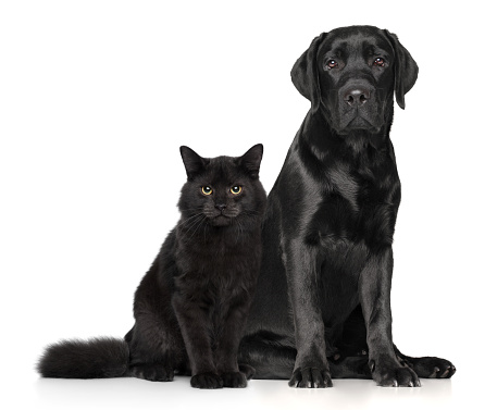 Black cat and dog together posing on white background. Animal themes