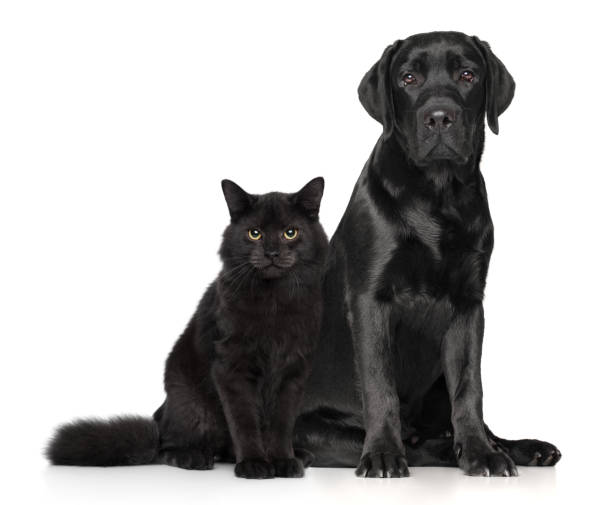 Cat and dog together on white Black cat and dog together posing on white background. Animal themes huge black dog stock pictures, royalty-free photos & images